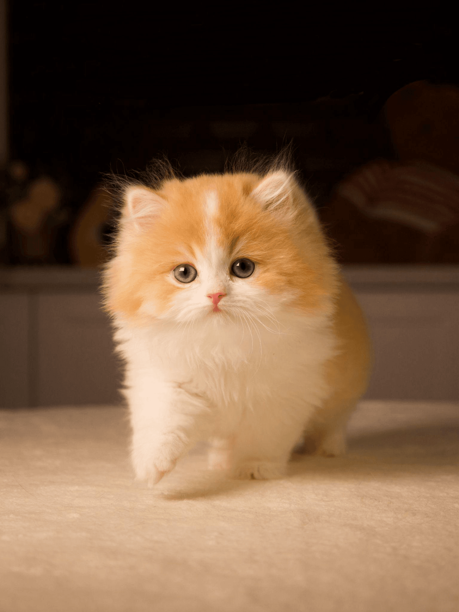 British shorthair kitten walking