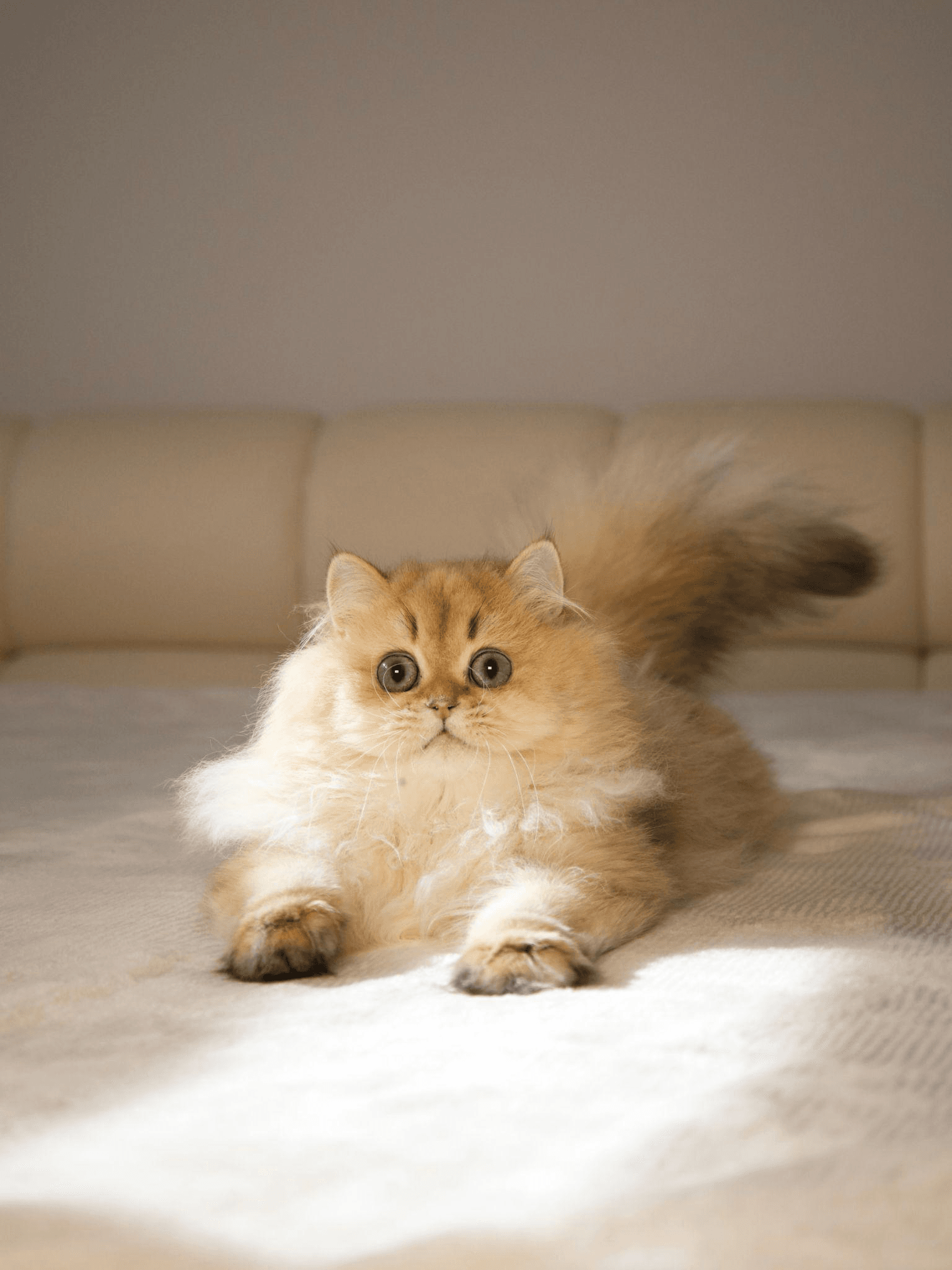 close-up of a British Longhair kitten sitting on a bed