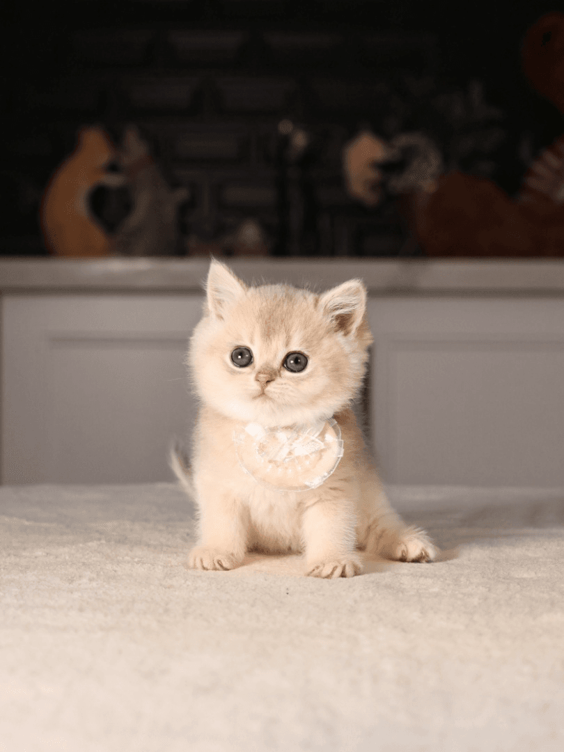 A cute British Shorthair kitten 