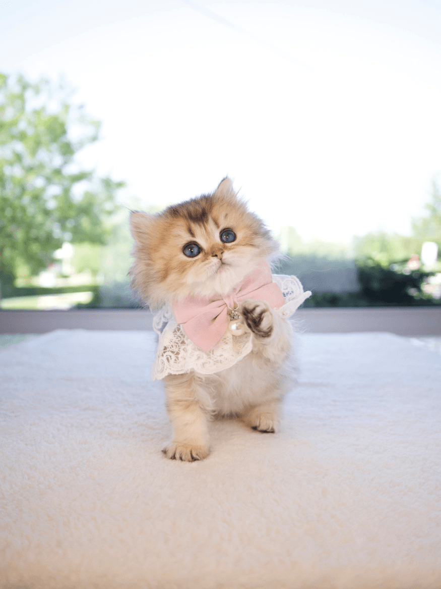 A British Longhair kitten