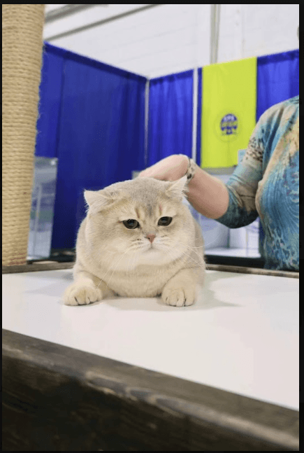 a cat held at a booth