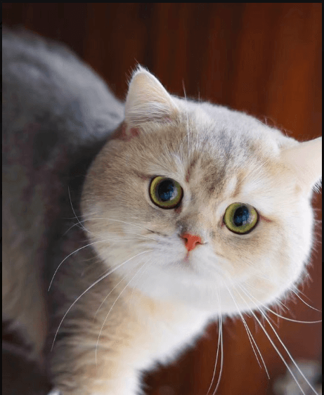 a cat face close up