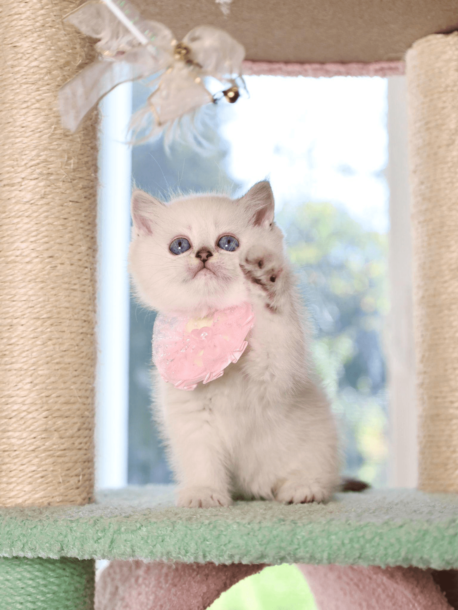 How Responsible Catteries Prevent Behavioral Issues Before They Start