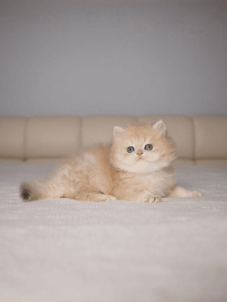 Why British Shorthair Kittens Make Excellent Companion Cats