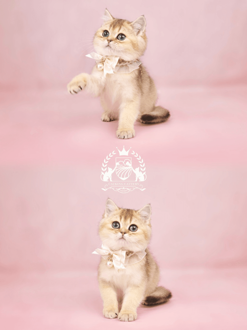 Pictures of a golden British Shorthair kitten wearing a bow