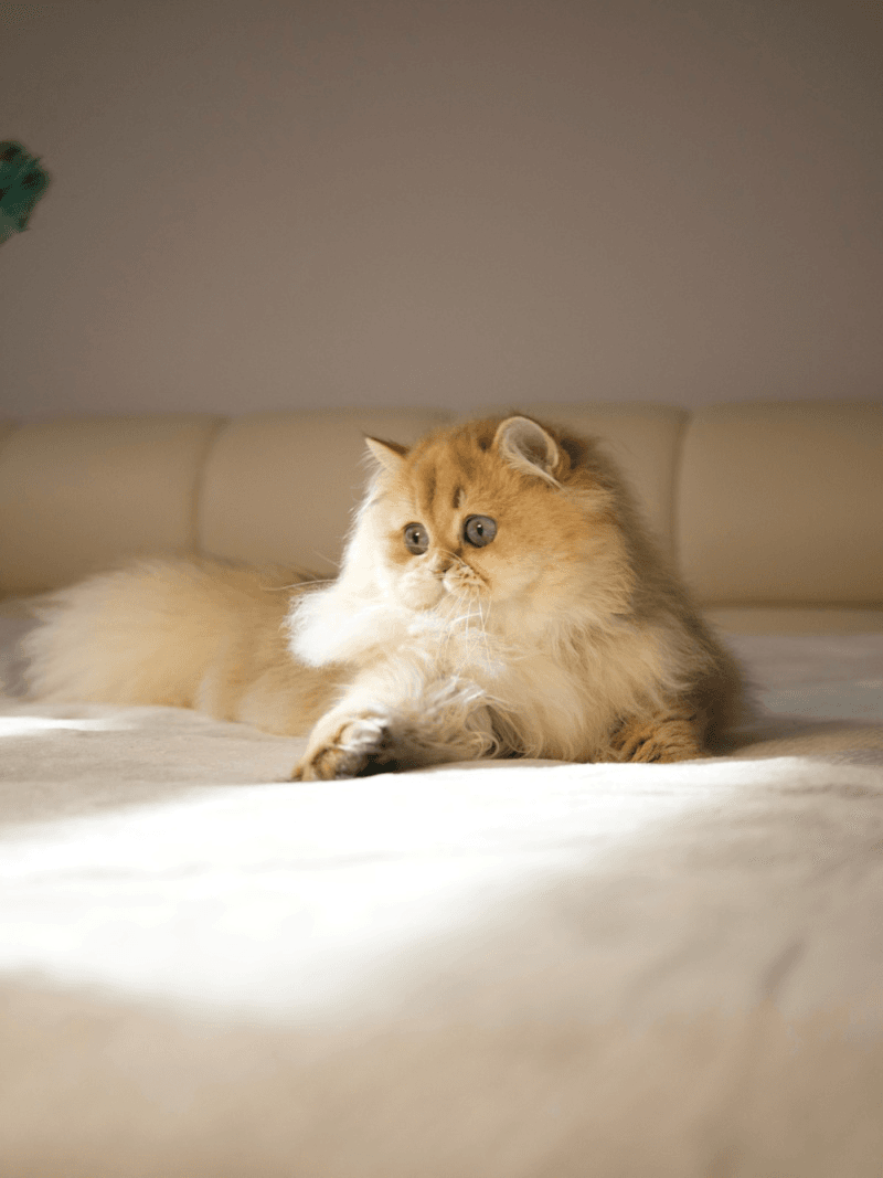 A golden British Longhair cat sitting on a bed