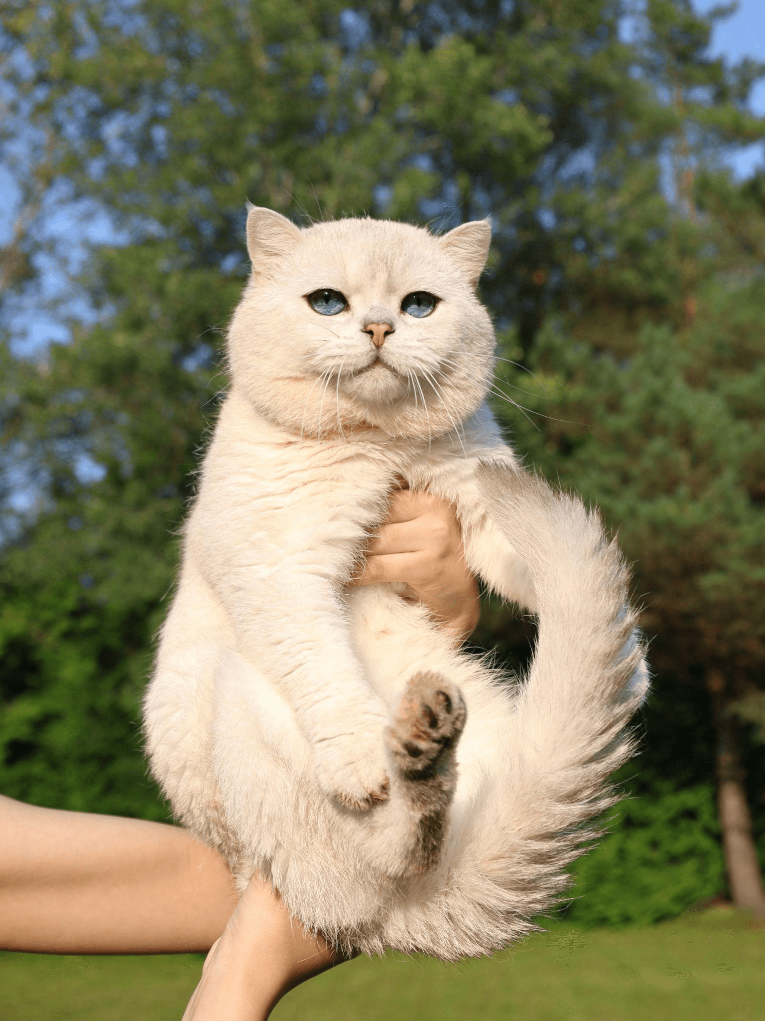 a person holding a British cat in their hands