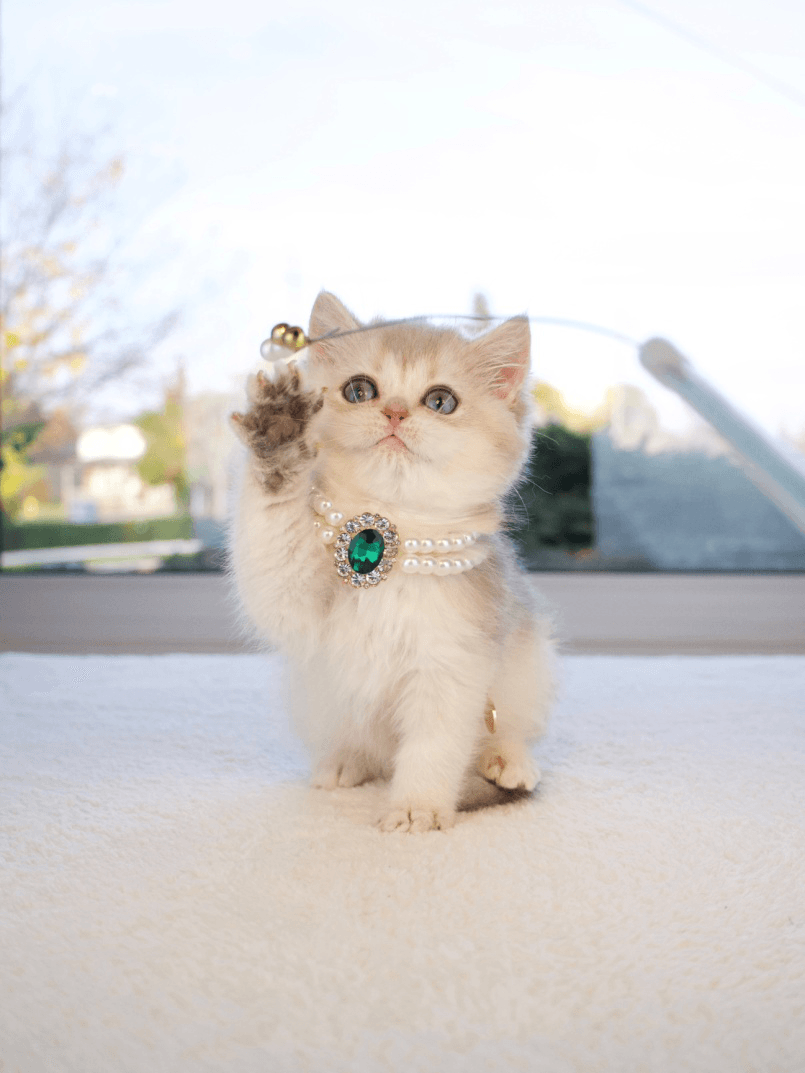 A white British Shorthair kitten wearing a green gem necklace and playing 