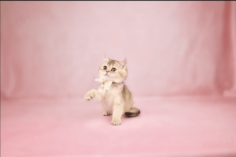 a kitten on a textured rug