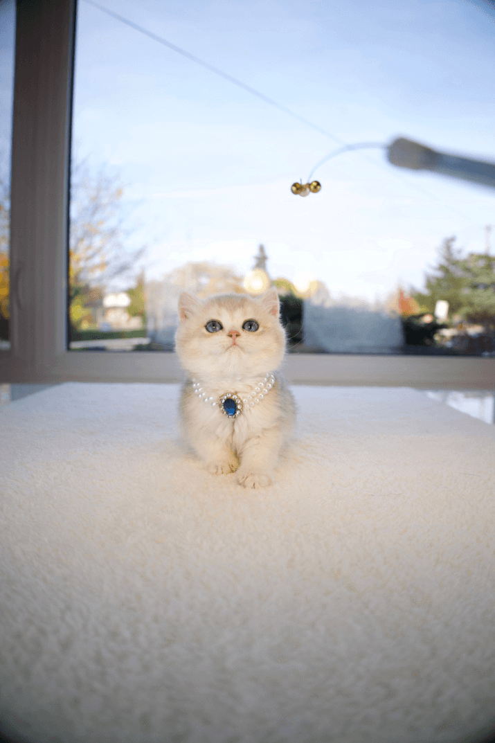  A British Shorthair kitten wearing a blue gem necklace