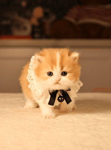 What Makes a Professional Toronto Cat Breeder Different?