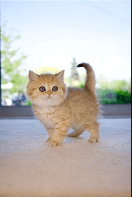 a kitten with tail raised