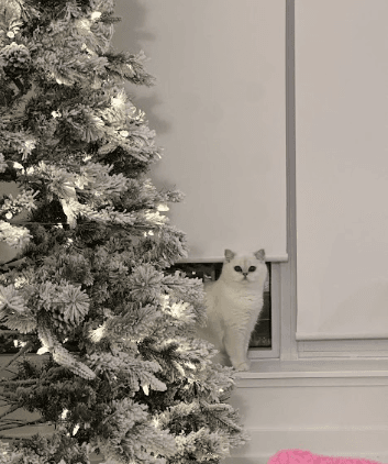 British shorthair cat