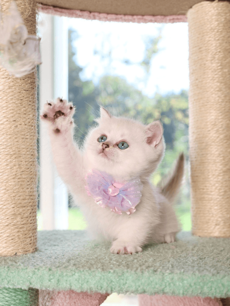 a British Shorthair kitten playing