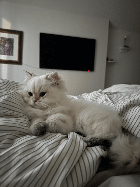 A white British Longhair