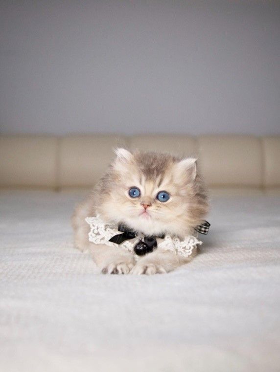 A kitten with a bow