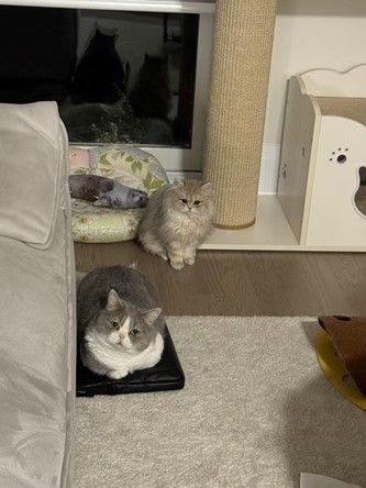 two cats relaxing
