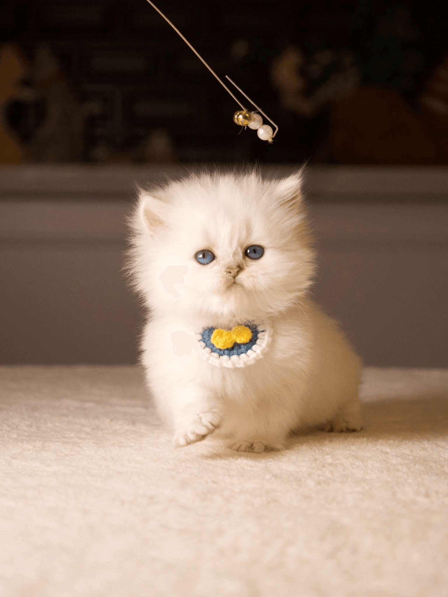 A kitten playing