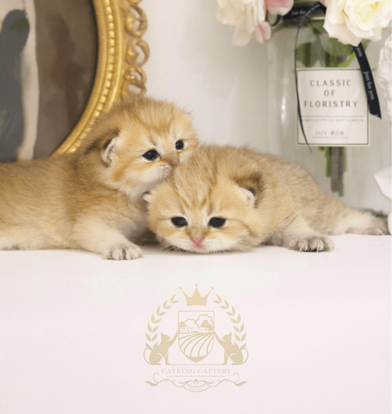 Two fluffy golden kittens cuddle together on a white surface beside a framed portrait and a vase of flowers.