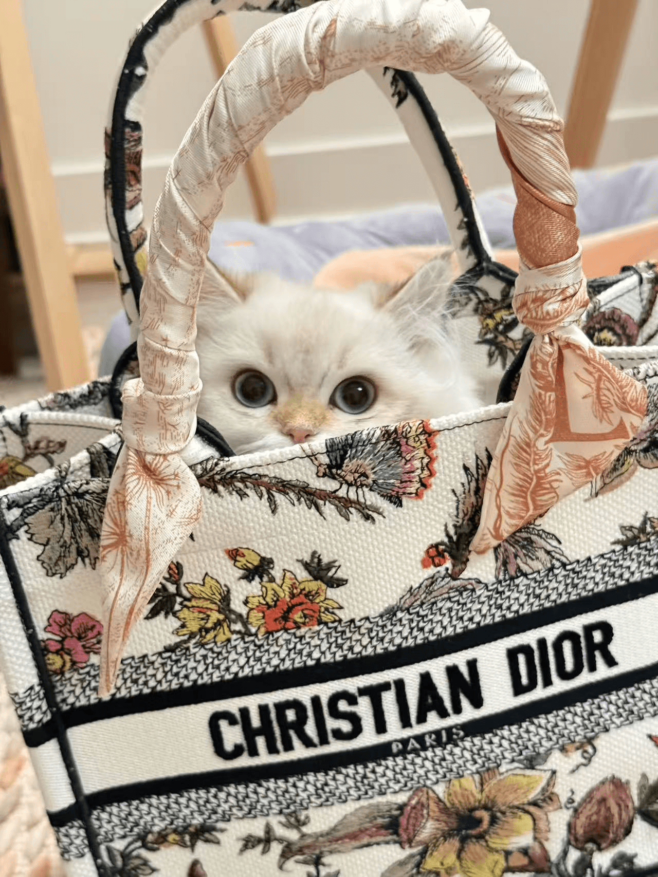 A cat in a designer bag