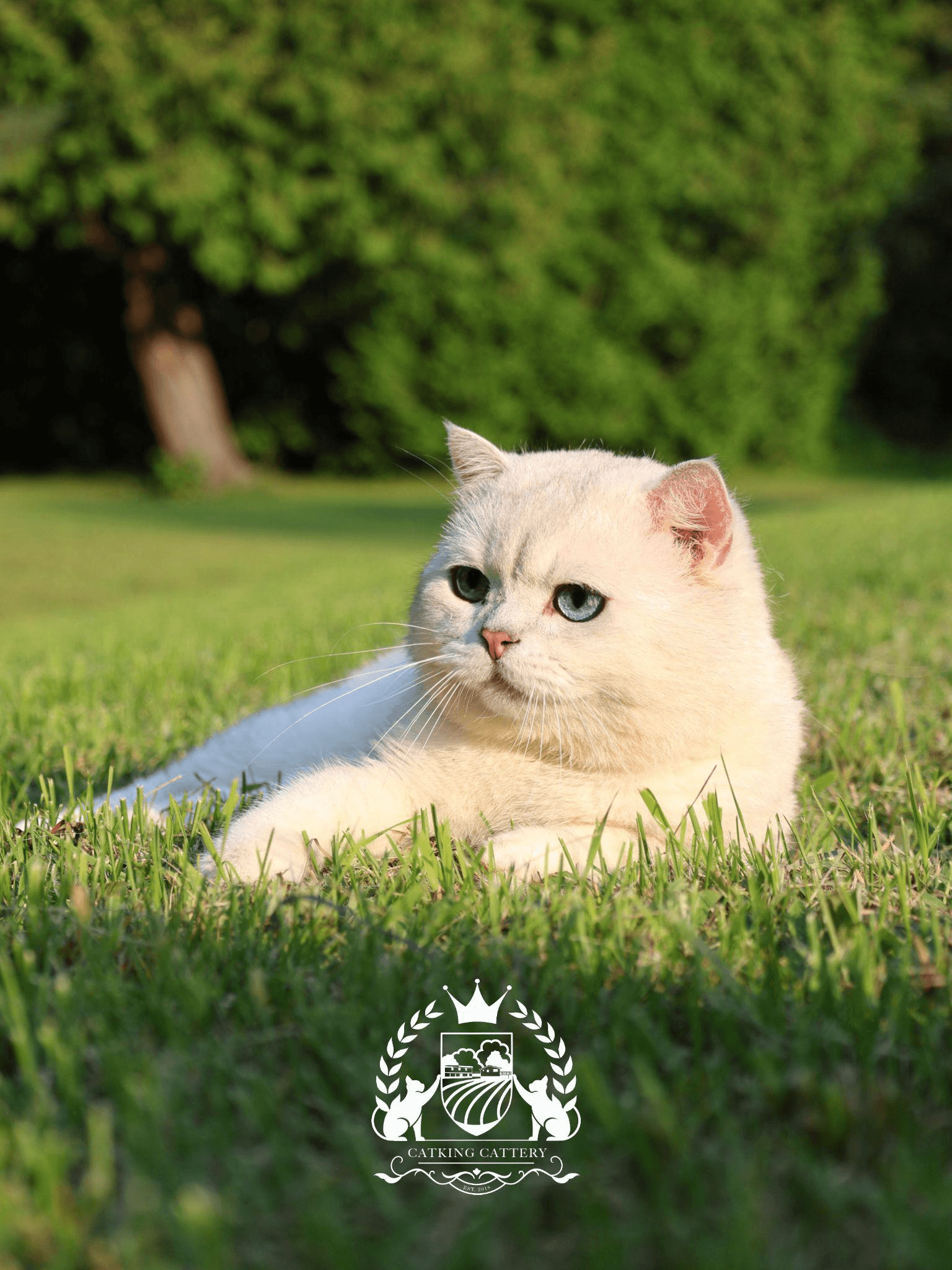 A fluffy cream-colored cat with blue eyes lies on green grass in a sunny garden.