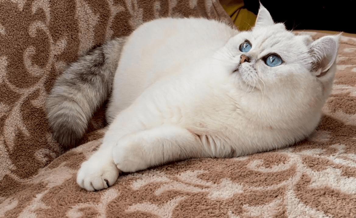 A fluffy white cat with bright blue eyes lies relaxed on a patterned brown couch, looking upward.