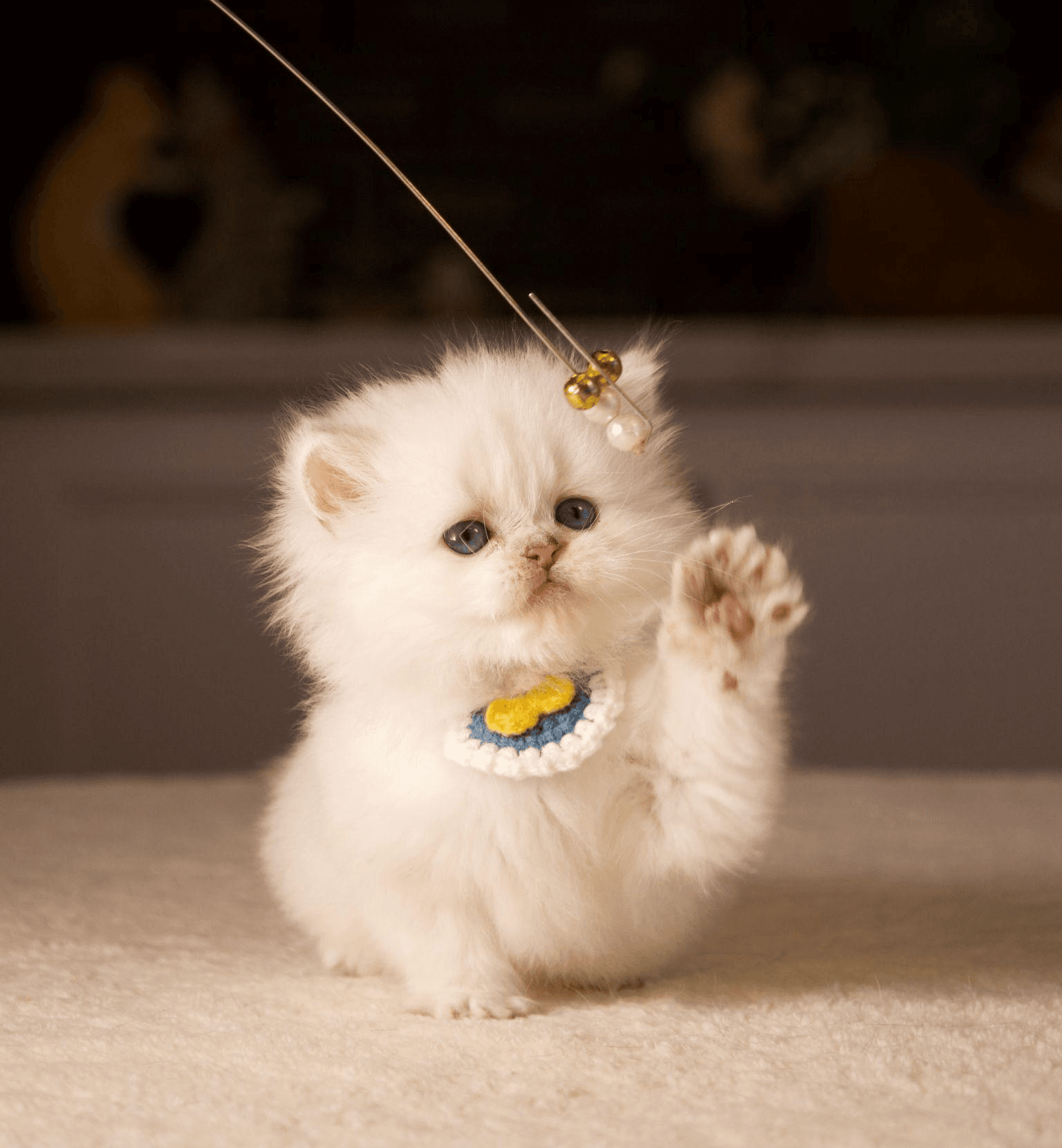 A fluffy white kitten with blue eyes reaches up to bat at a dangling toy while wearing a small decorative collar.