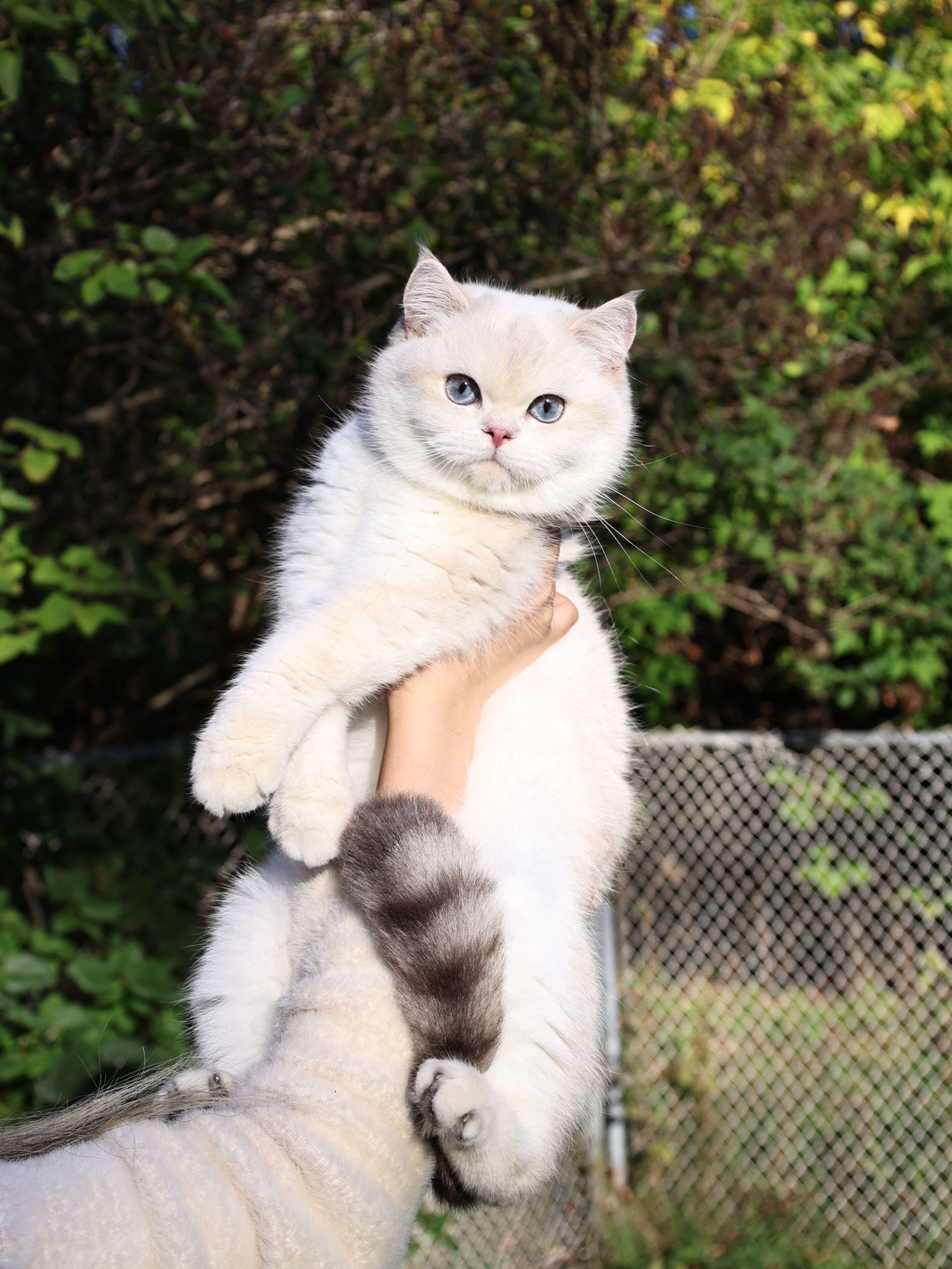 Winnie - Retired Queen