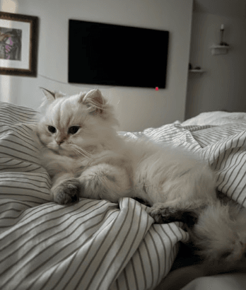 A fluffy British kitten