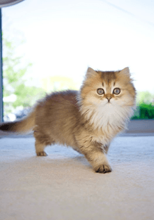 Protecting Your British Longhair from Common Health Risks: A Care Guide