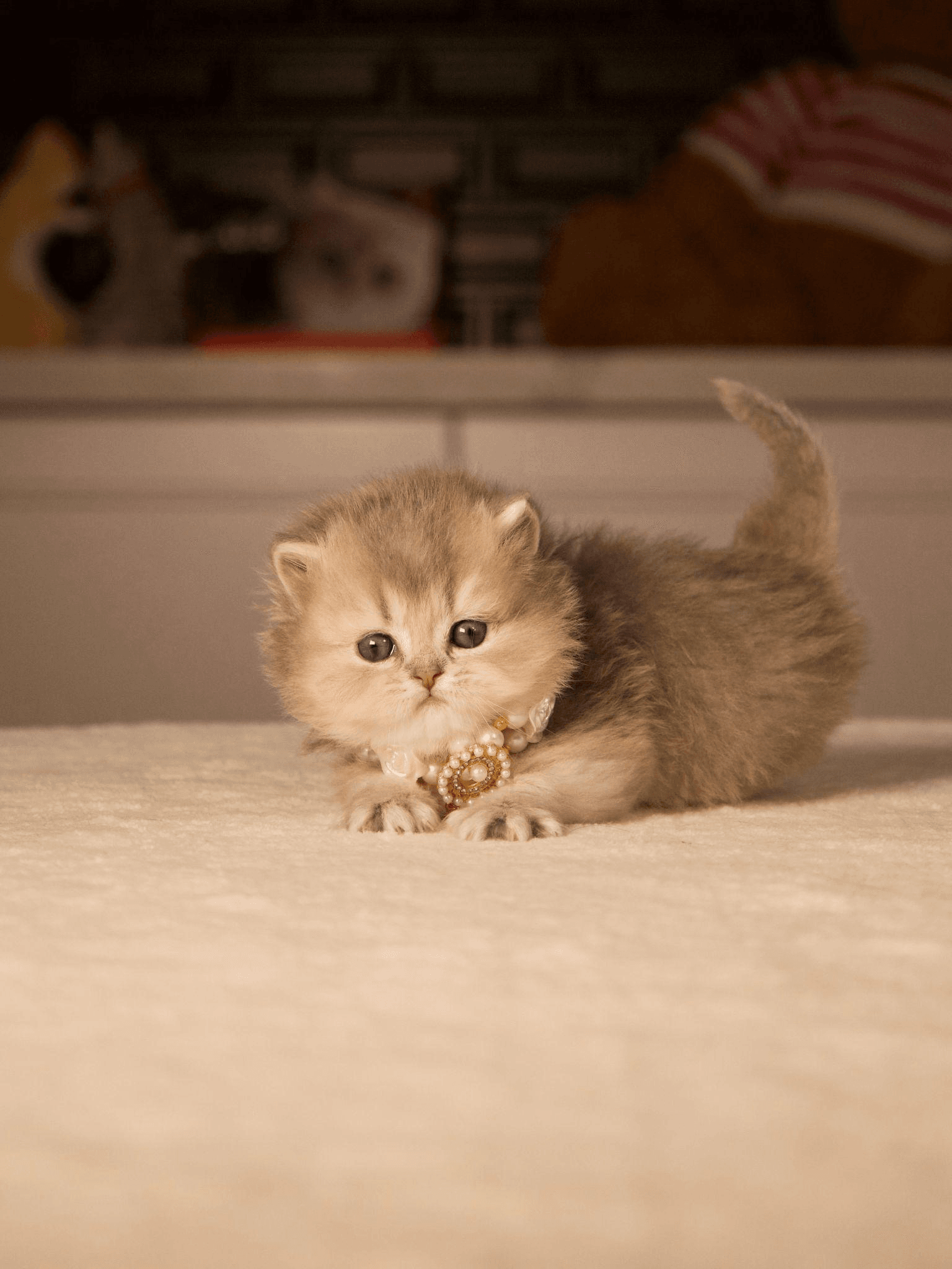British Longhair kitten sitting on a carpet wearing a small decorative collar.