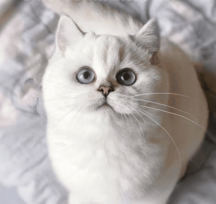 A British Shorthair cat with big blue eyes