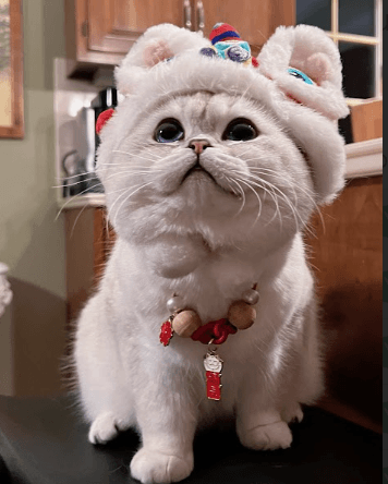 A British Shorthair with a plush coat and bright eyes