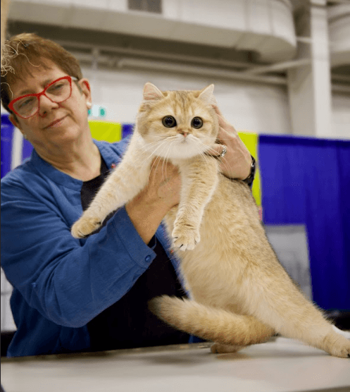  A British Shorthair cat after being brushed 