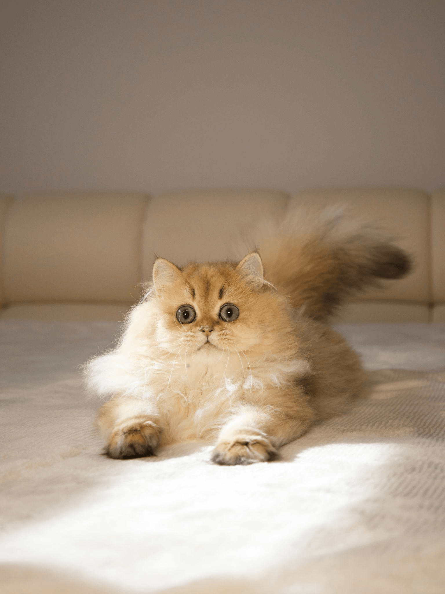  A cat 