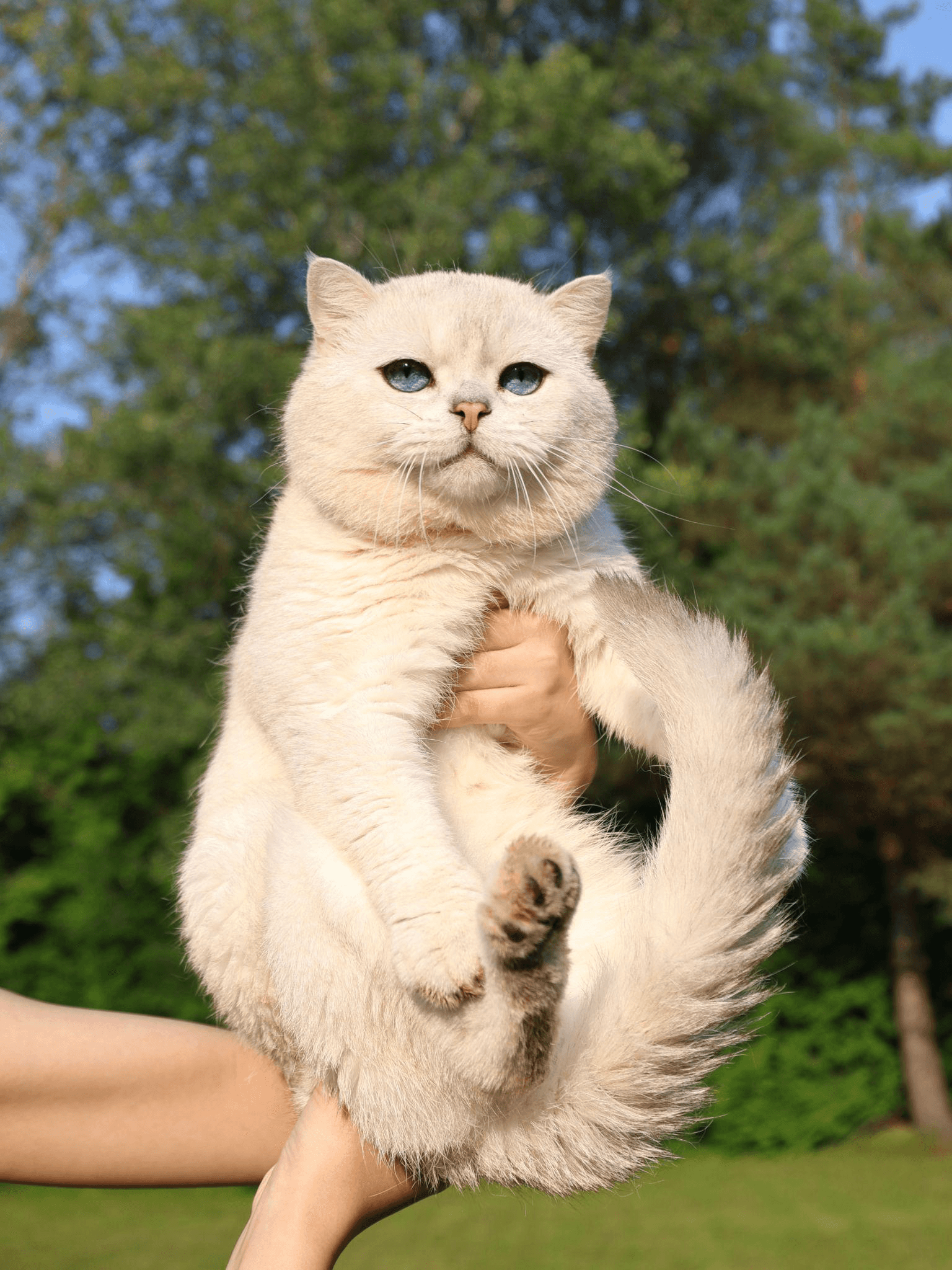 A person holding a cat