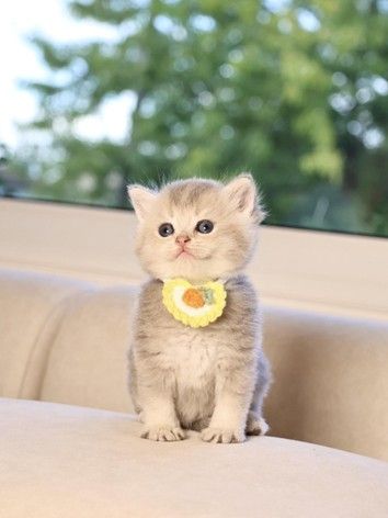 a kitten calmly sitting, wearing a yellow bib