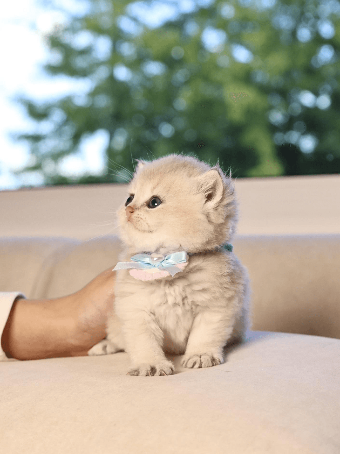 Why British Shorthairs Are Ideal for Apartment Living