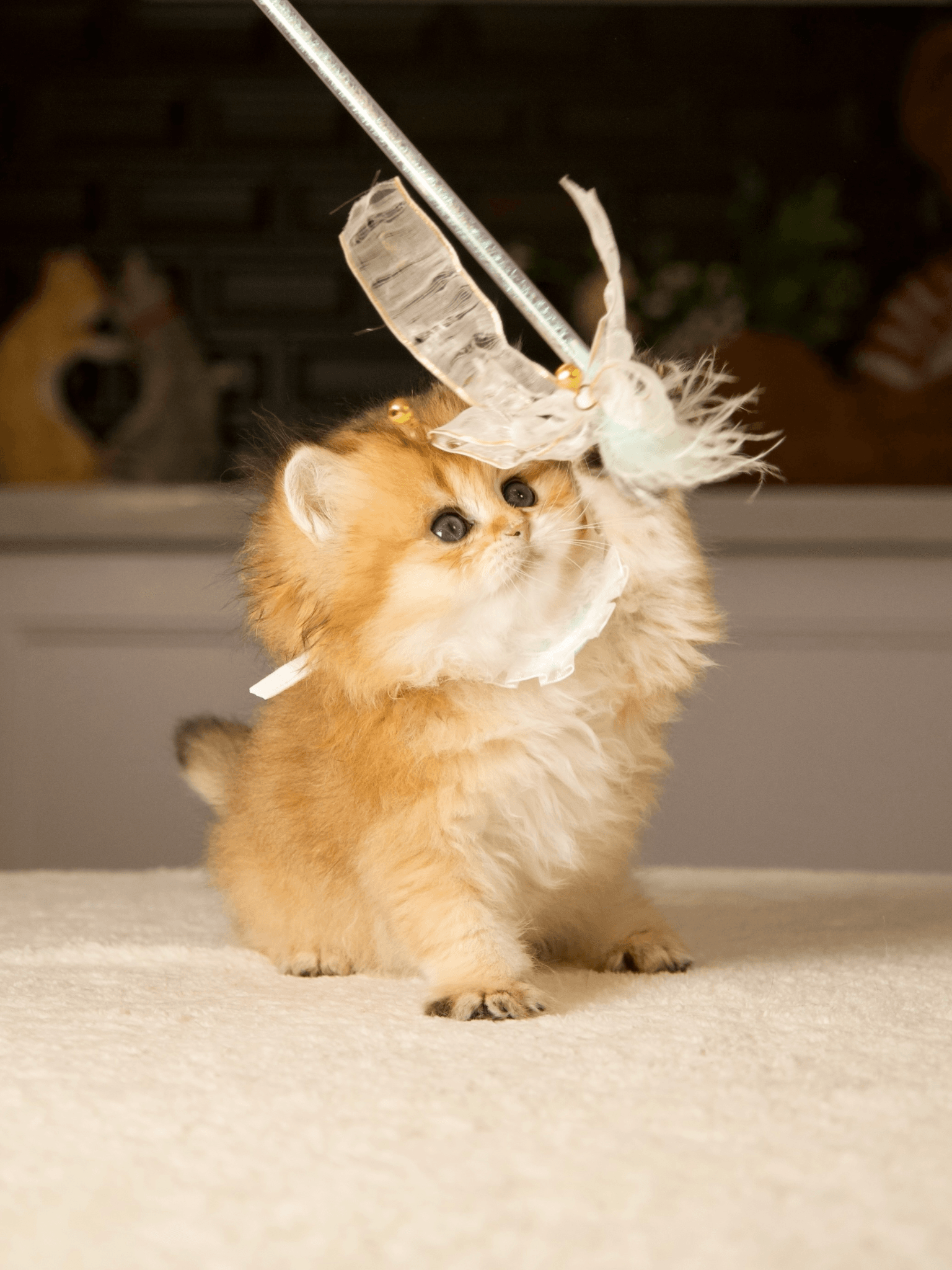 a cat playing with a toy