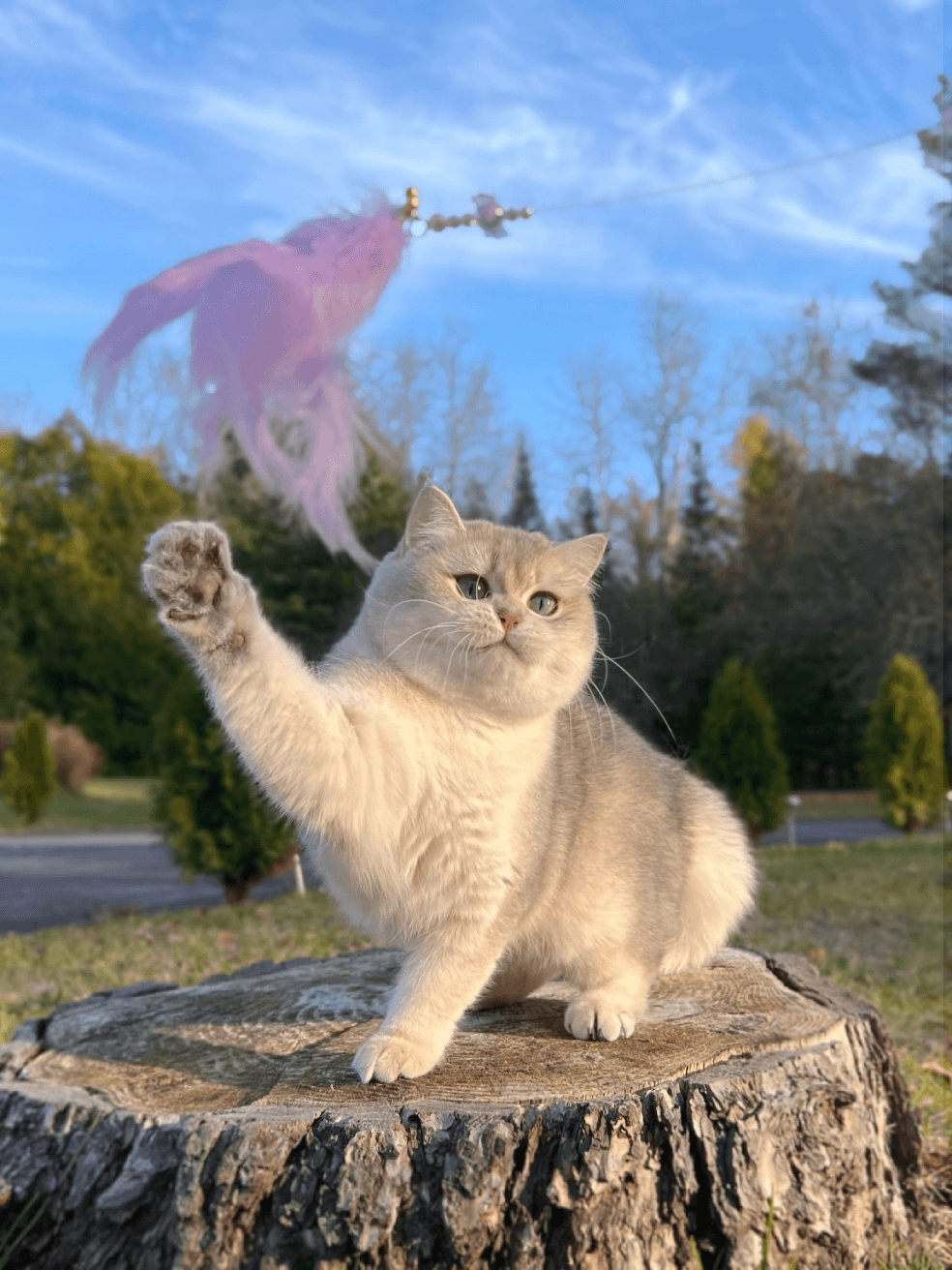 Why Choose CatKing Cattery? A Trusted Source for Purebred British Cats in Canada