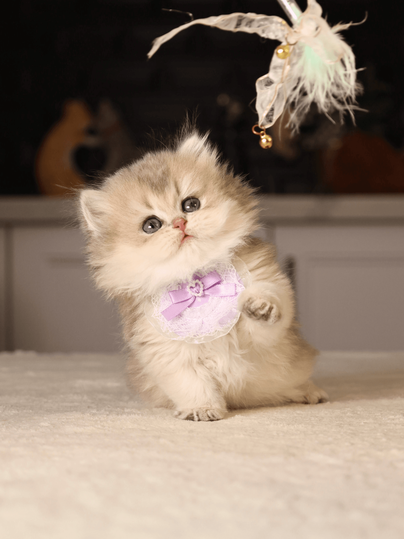 How Indoor Enrichment Prevents Boredom in Calm Cat Breeds