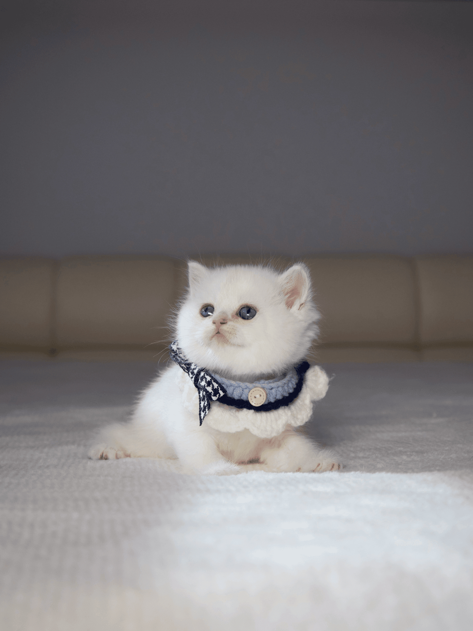 Independent but Affectionate: Understanding the British Shorthair Bond