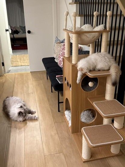 two cats sitting by a cat toy