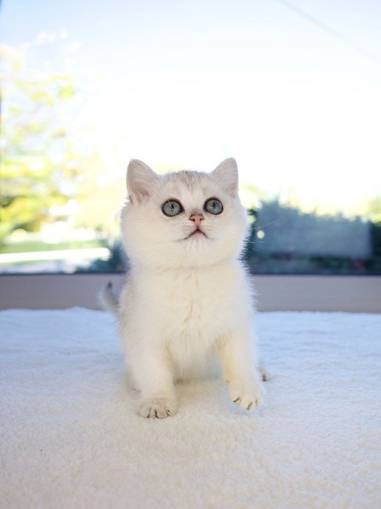 The CatKing Difference: What Sets Our British Shorthair Cats Apart from the Rest