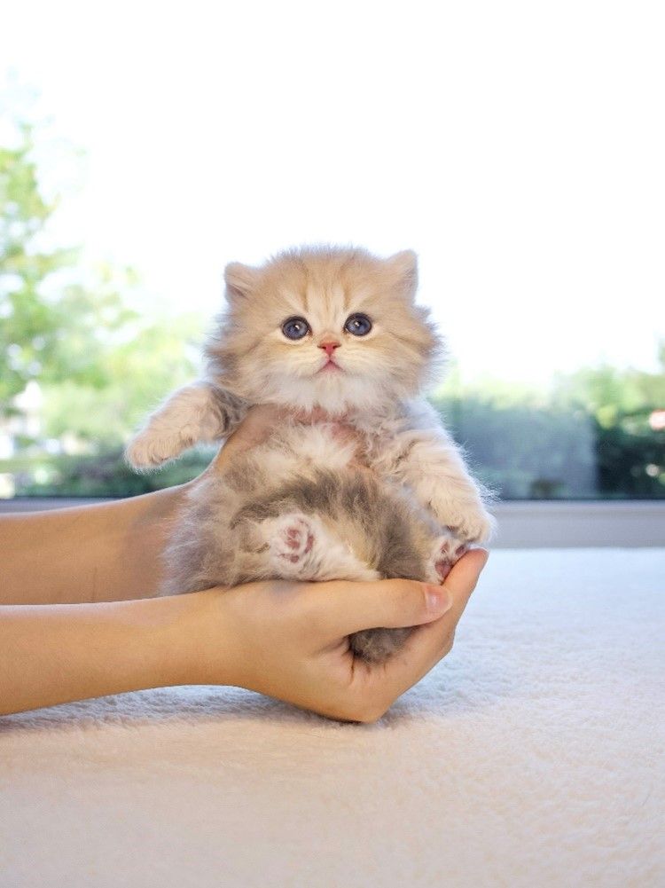 A group of British Shorthair kittens with various coat colors at CatKing Cattery