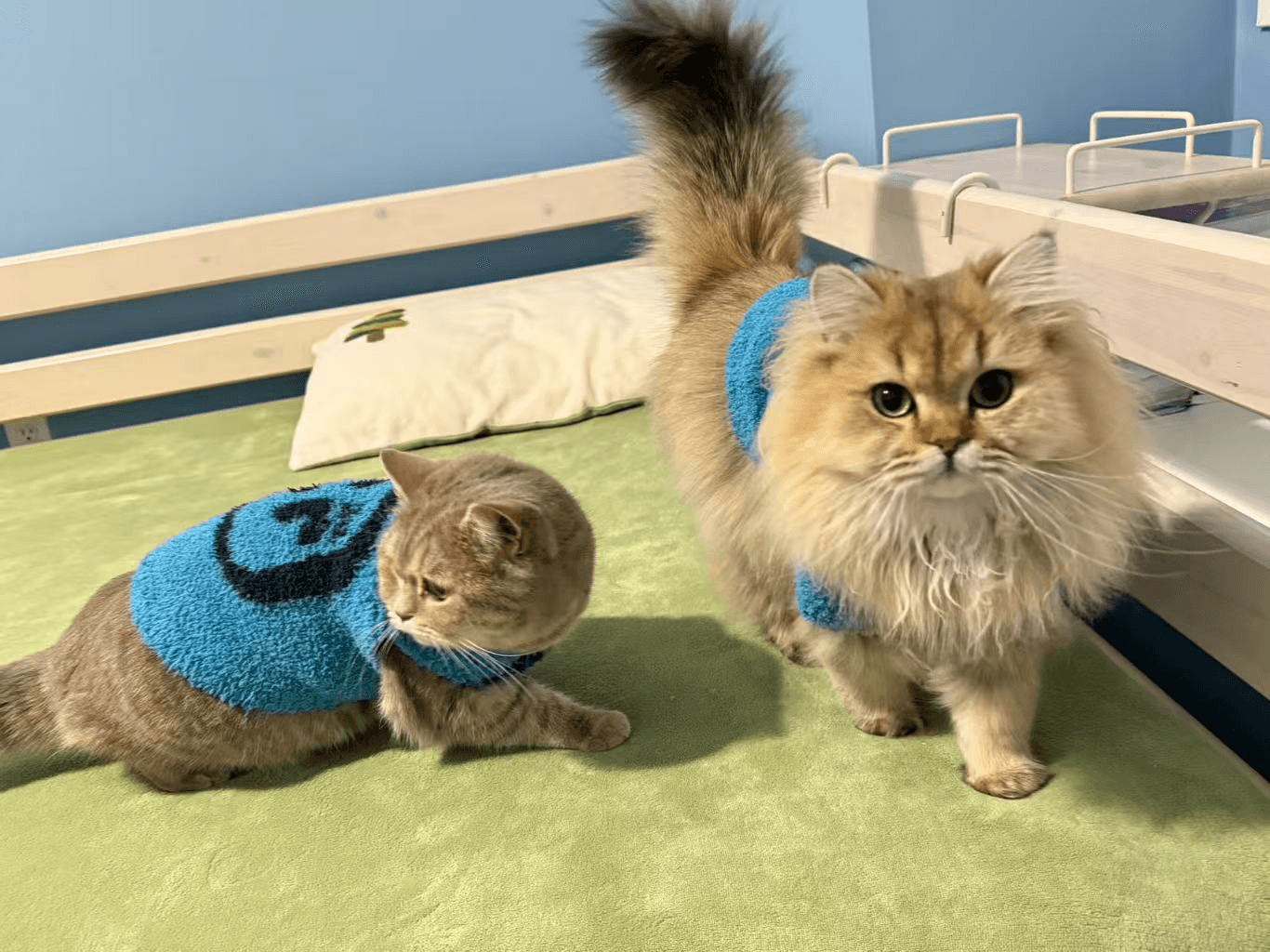 British Longhair vs. British Shorthair: Which Royal Companion Is Right for You?
