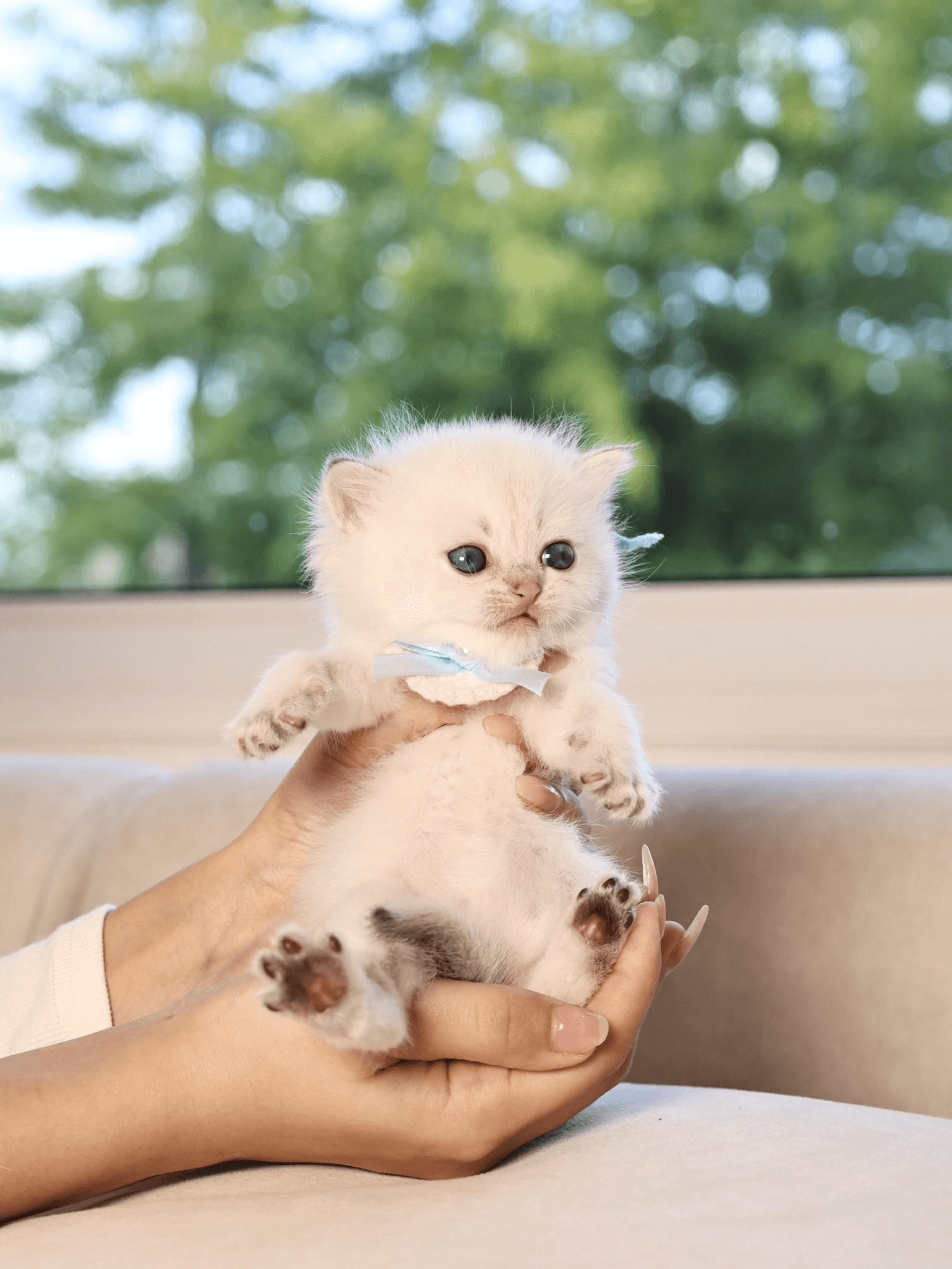 Cream-colored kitten with a blue ribbon being held up gently in two hands.