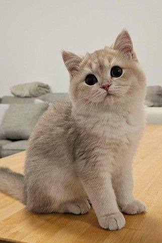 a small white cat sitting politely