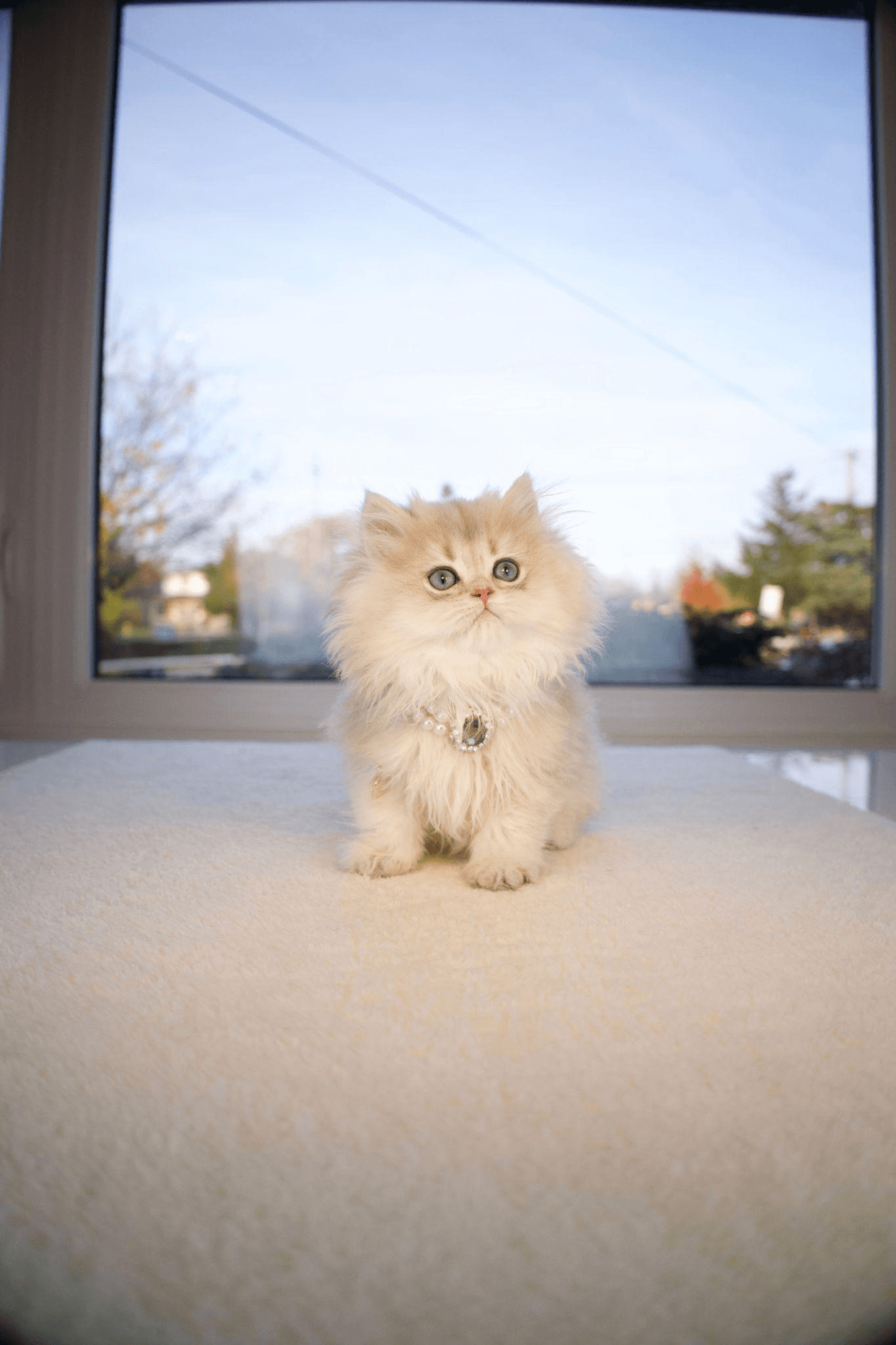 How to Create an Enriching Home Environment for Your British Cat