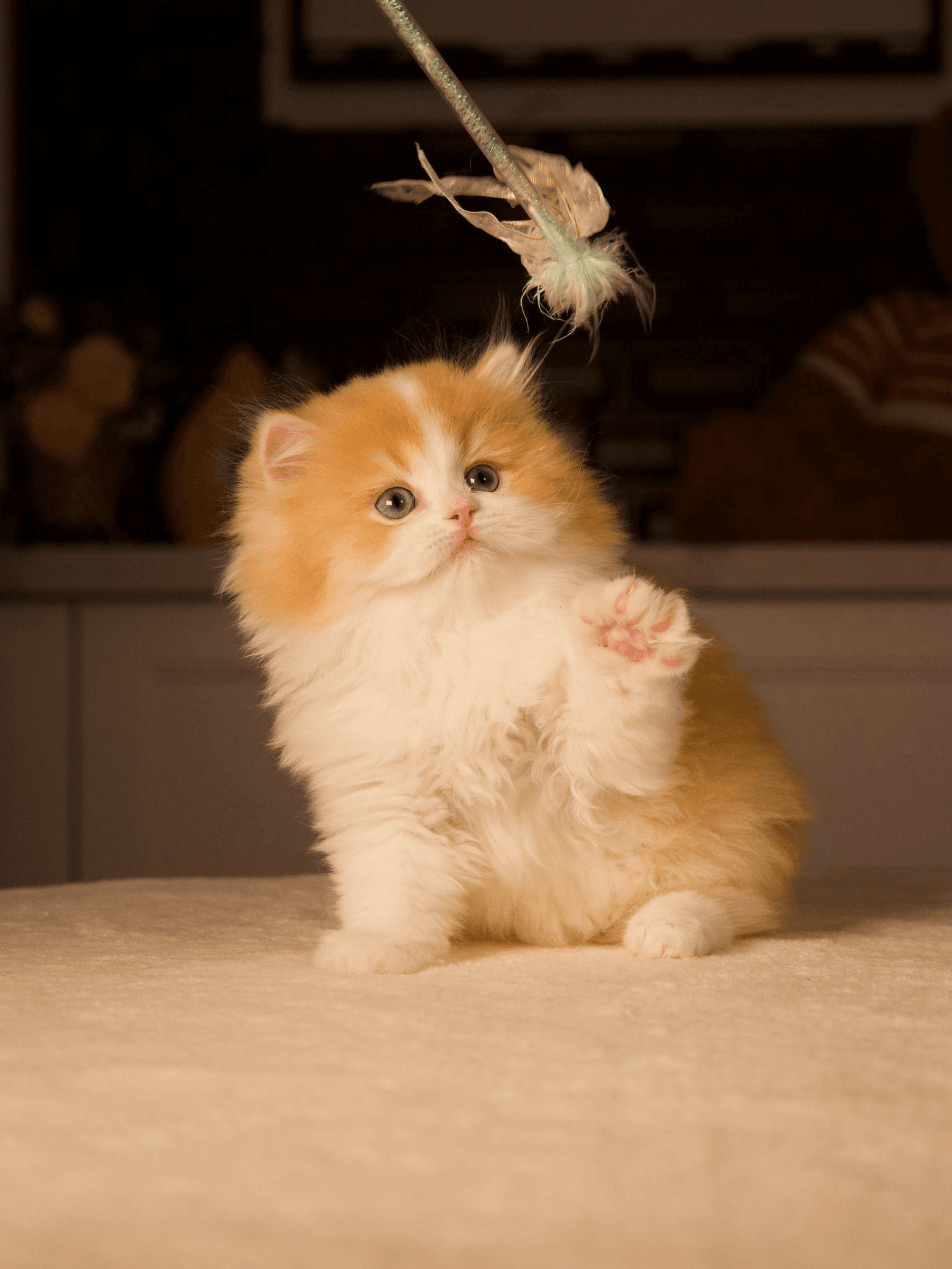 A kitten looking at a feather toy